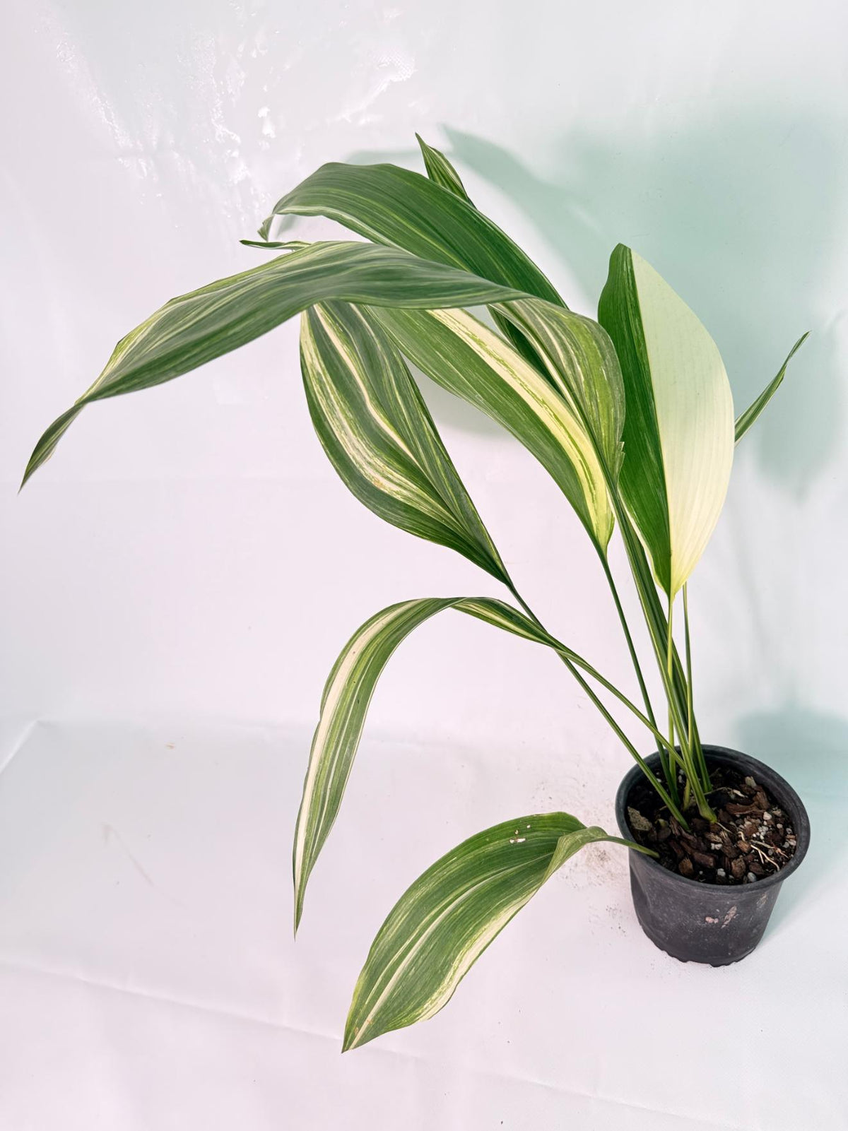 Aspidistra Elatior Variegata 08