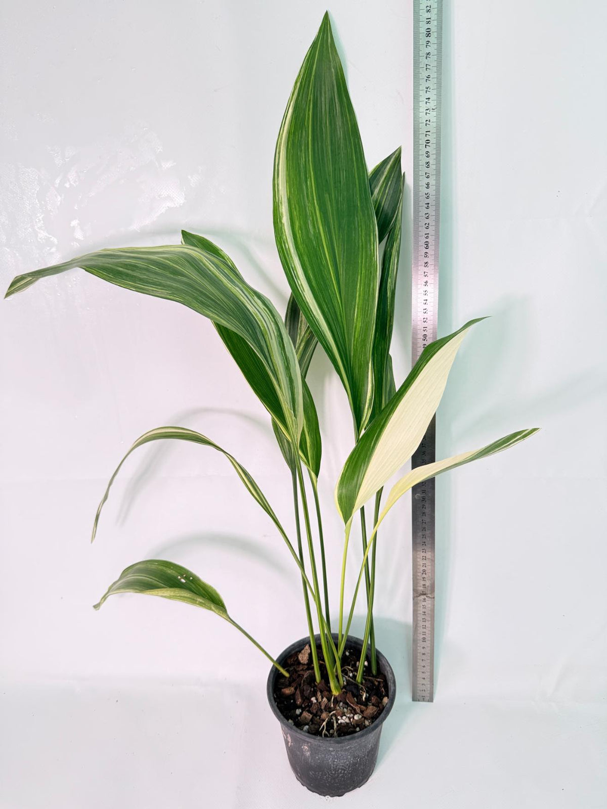 Aspidistra Elatior Variegata 09