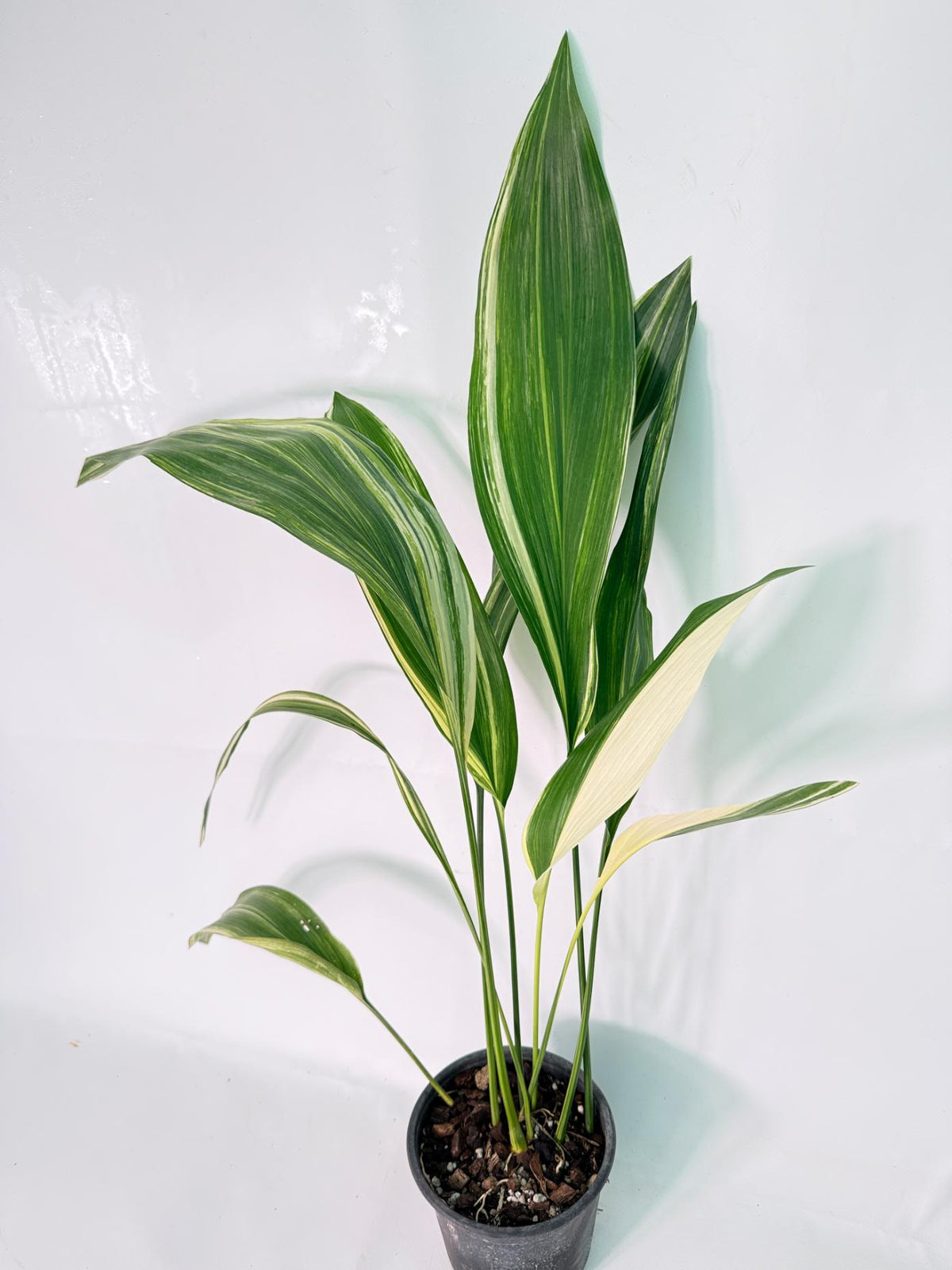 Aspidistra Elatior Variegata 01