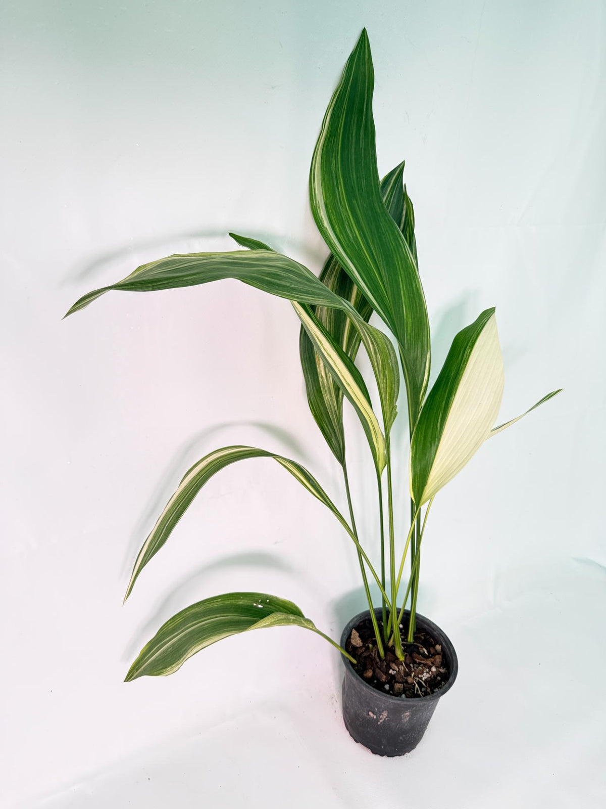 Aspidistra Elatior Variegata 02