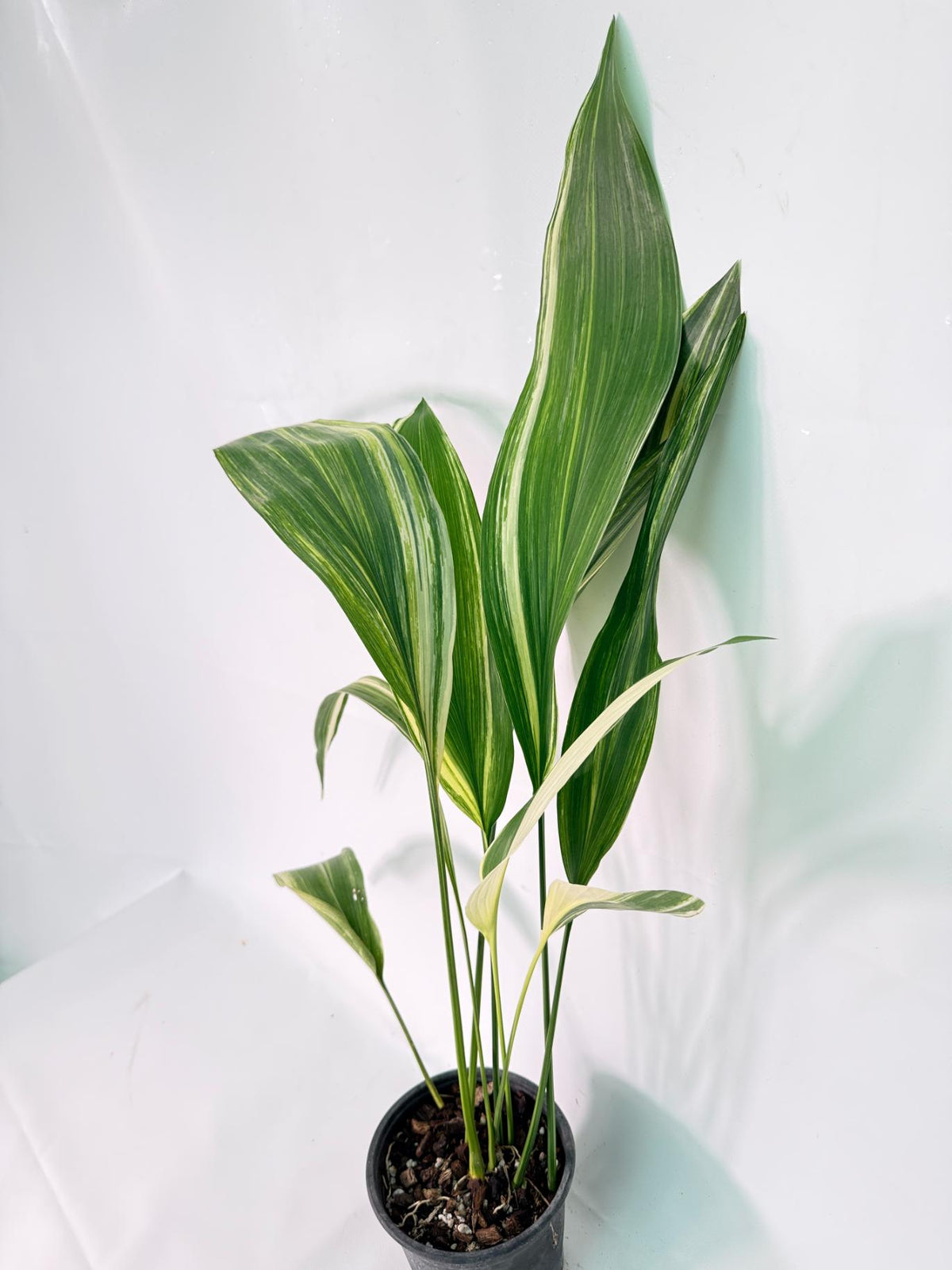Aspidistra Elatior Variegata 03