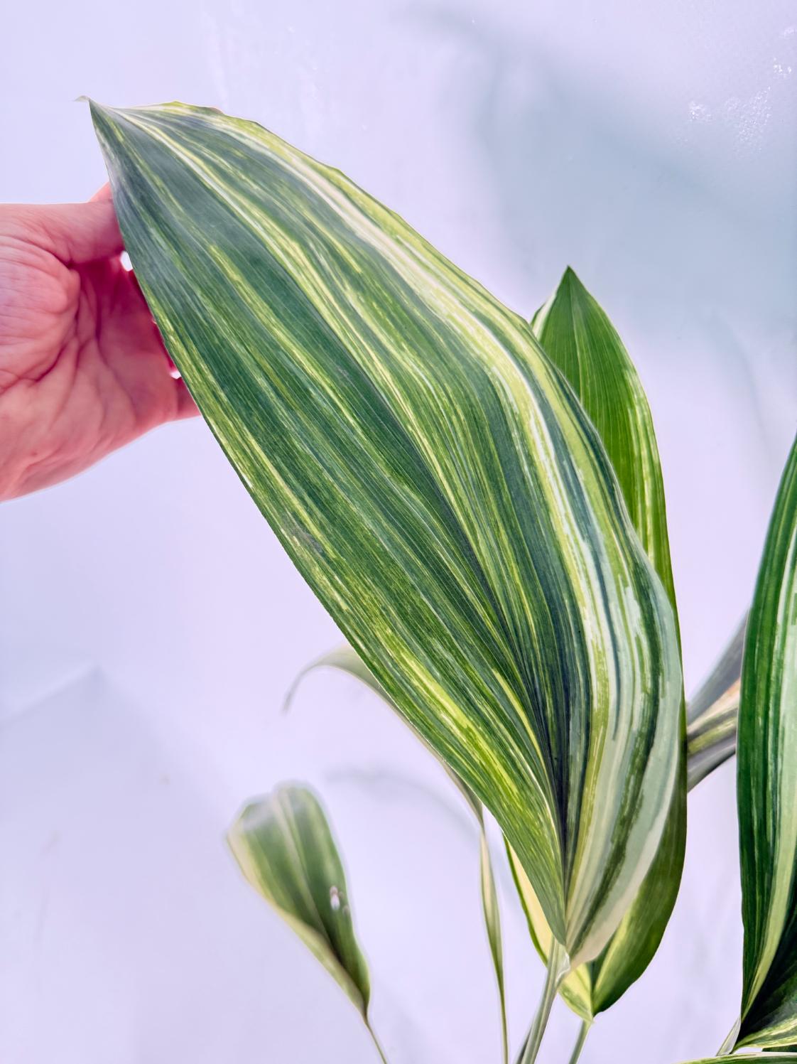 Aspidistra Elatior Variegata 04