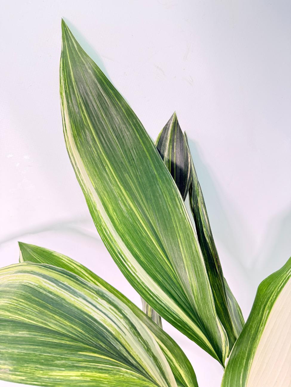Aspidistra Elatior Variegata 05