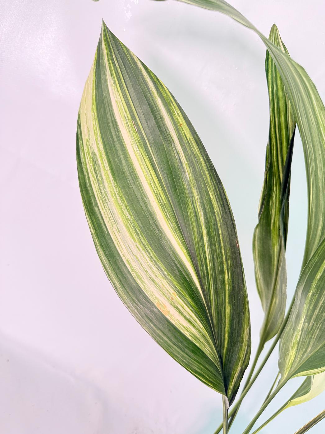 Aspidistra Elatior Variegata 07