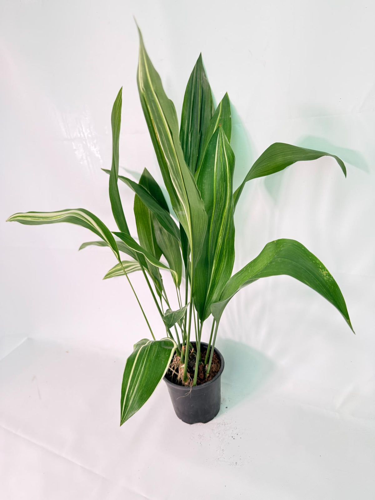 Aspidistra Elatior Variegata 01