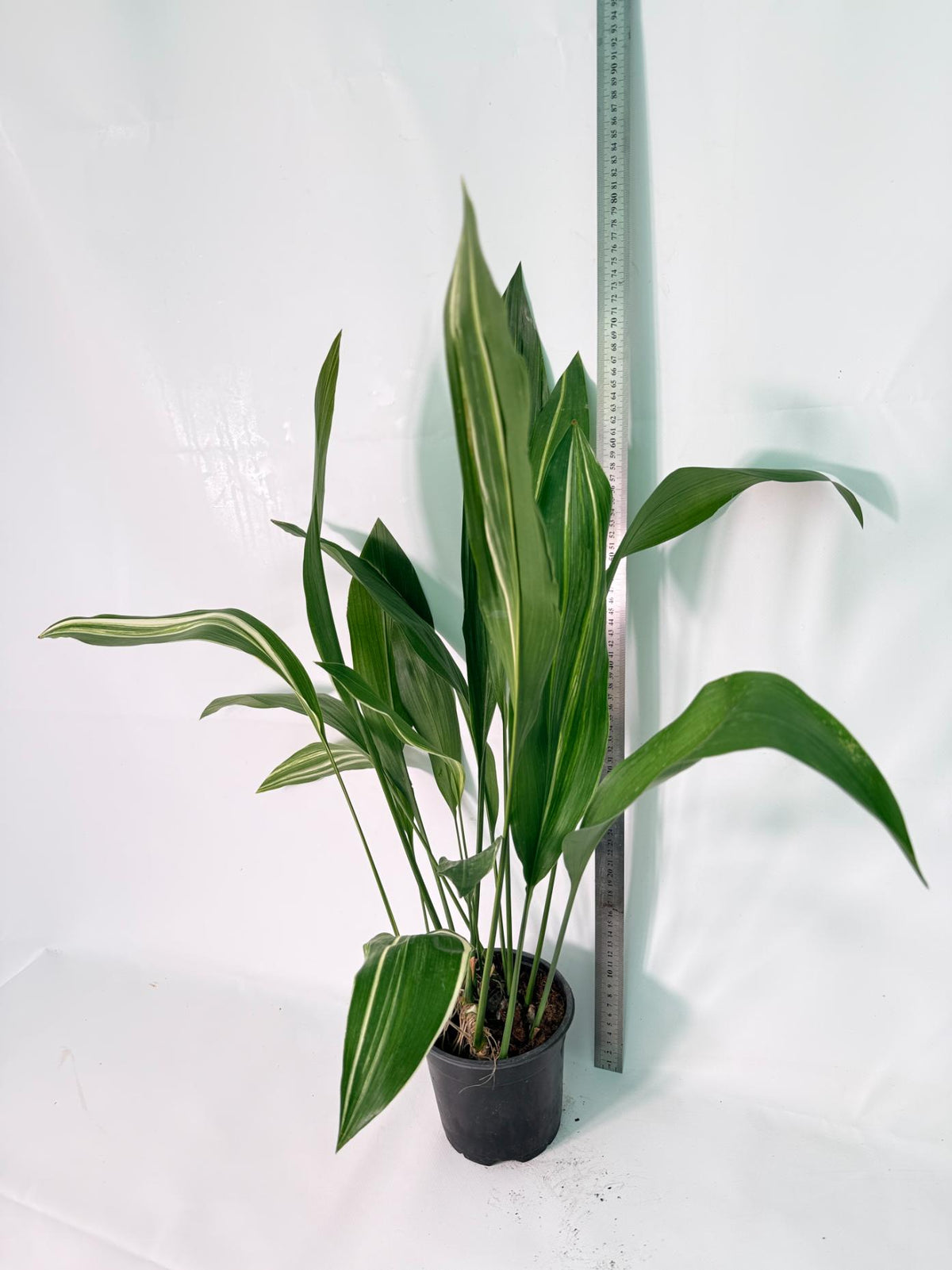 Aspidistra Elatior Variegata 09