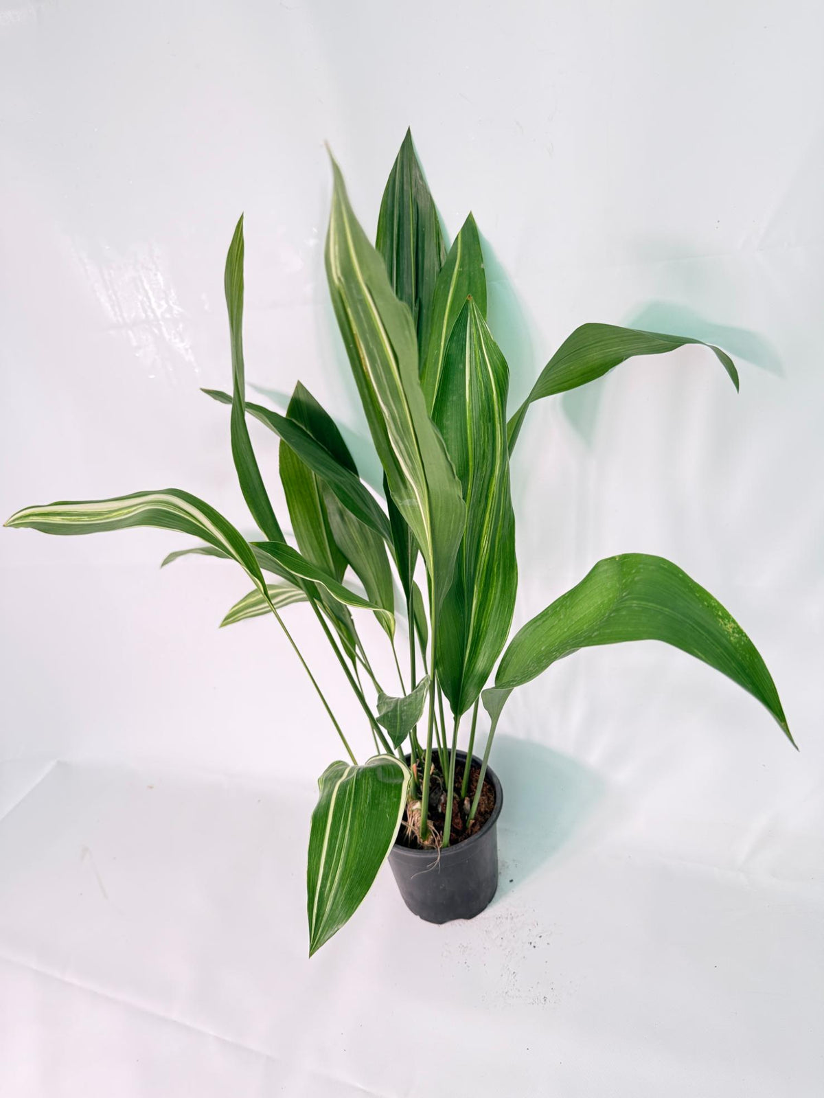 Aspidistra Elatior Variegata 08