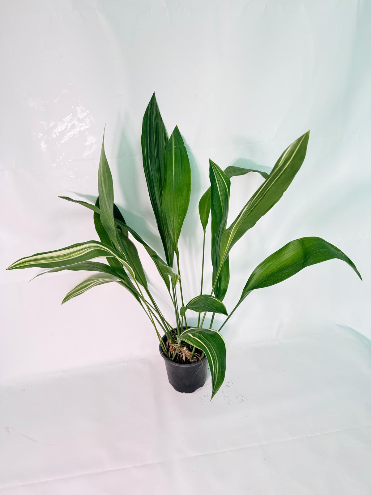 Aspidistra Elatior Variegata 03