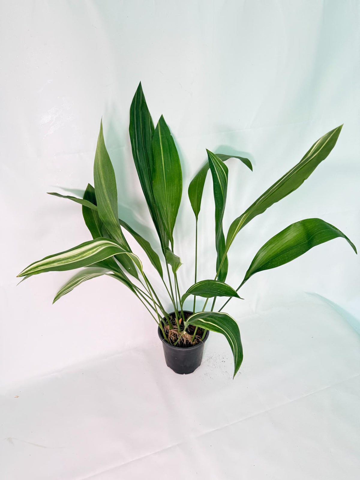 Aspidistra Elatior Variegata 04