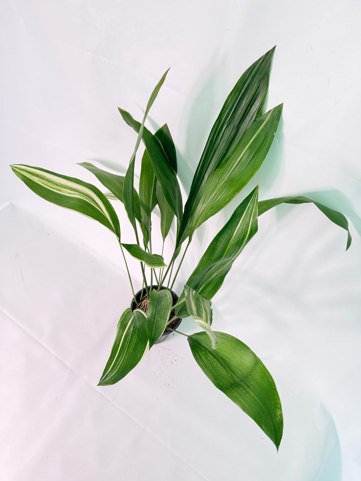 Aspidistra Elatior Variegata 05