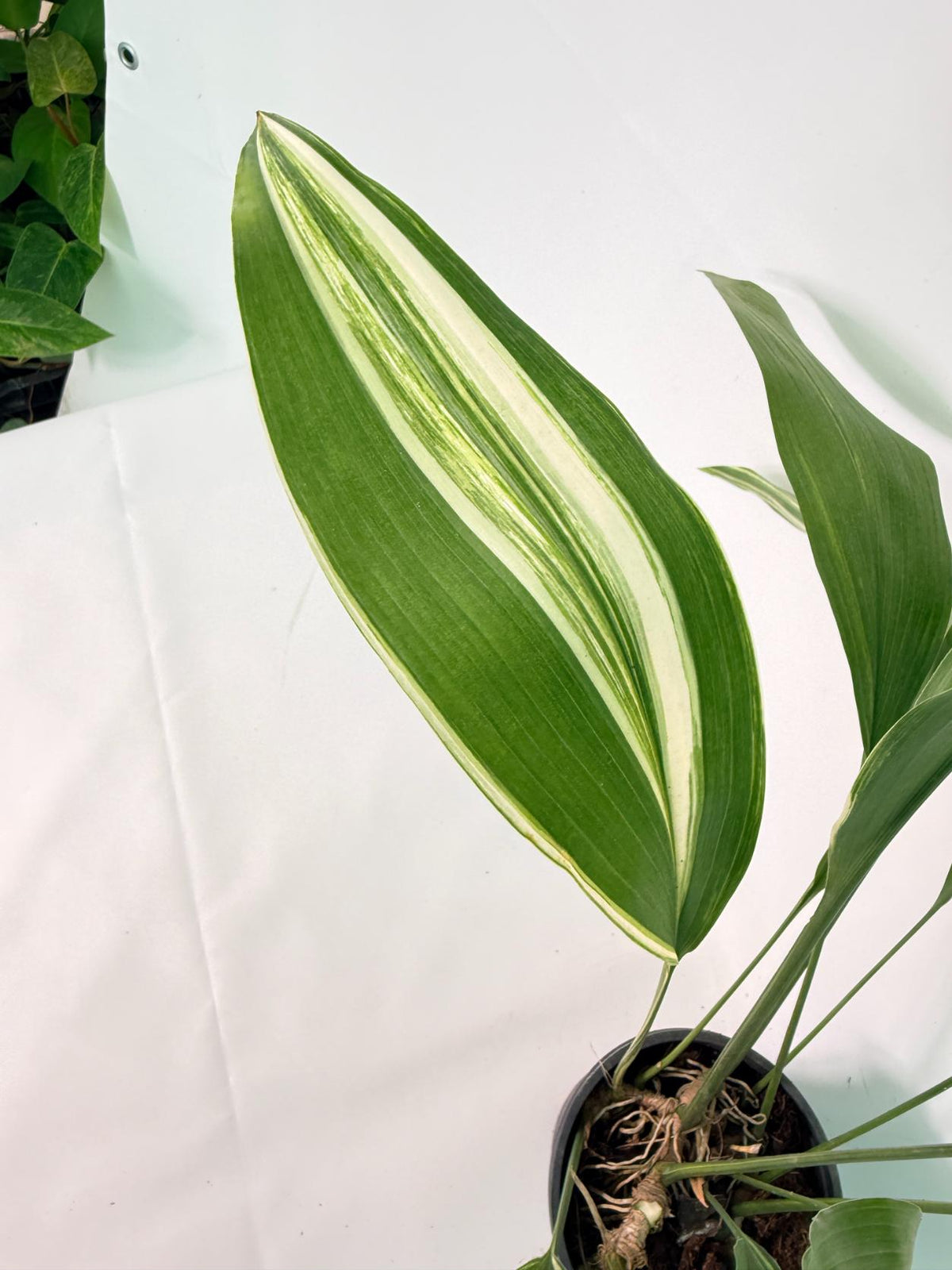 Aspidistra Elatior Variegata 06