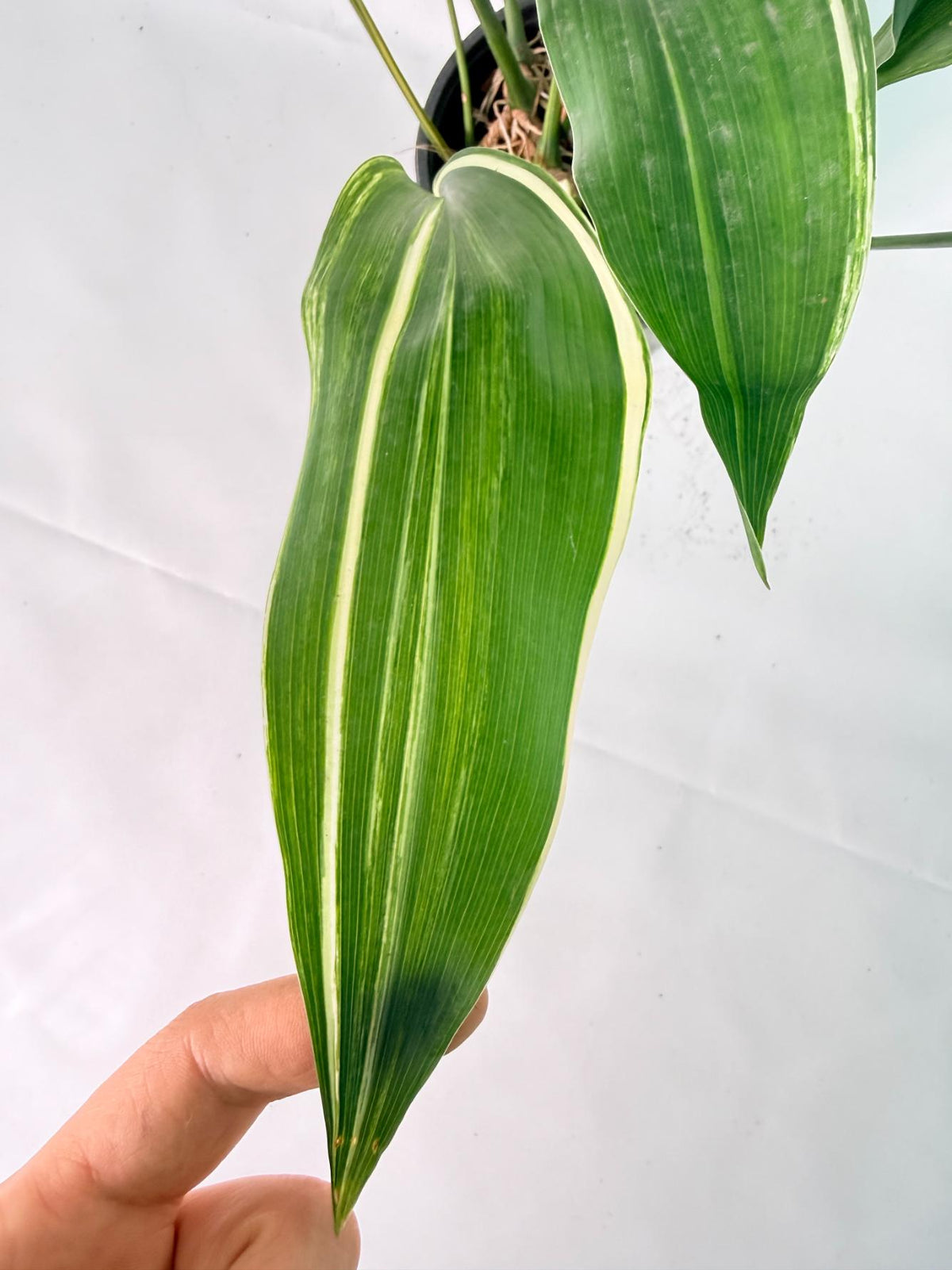 Aspidistra Elatior Variegata 07