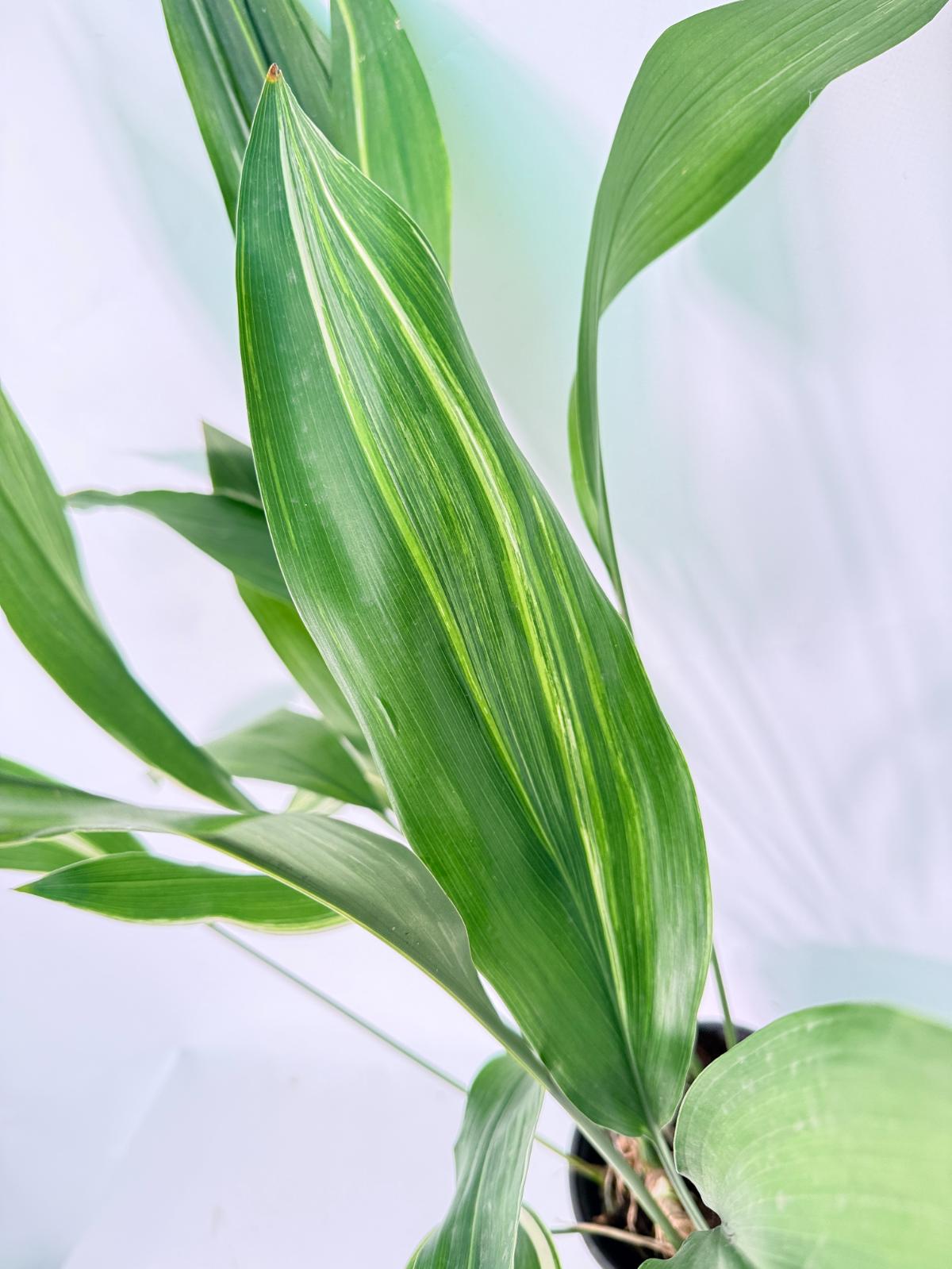 Aspidistra Elatior Variegata 02