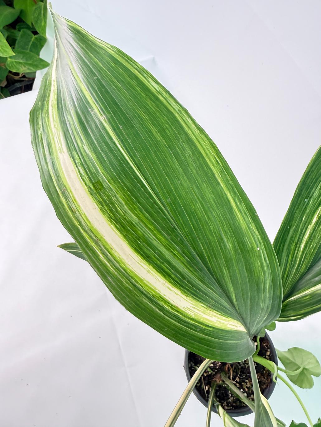 Aspidistra Elatior Variegata 08
