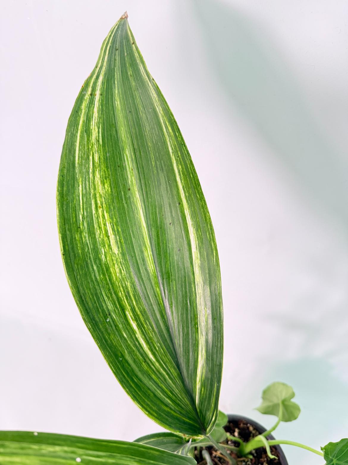 Aspidistra Elatior Variegata 09