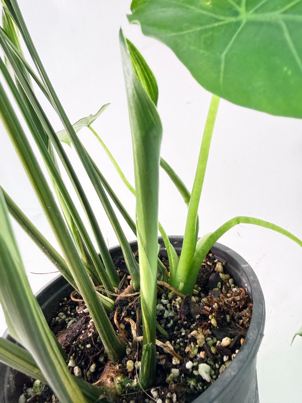 Aspidistra Elatior Variegata 02