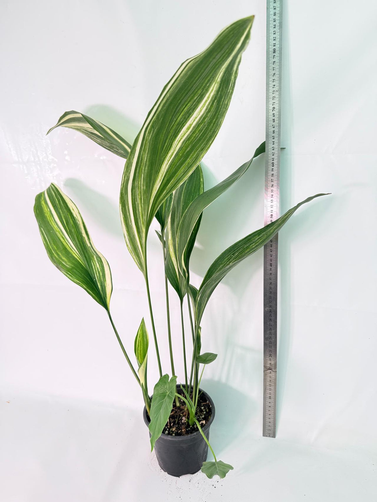 Aspidistra Elatior Variegata 10