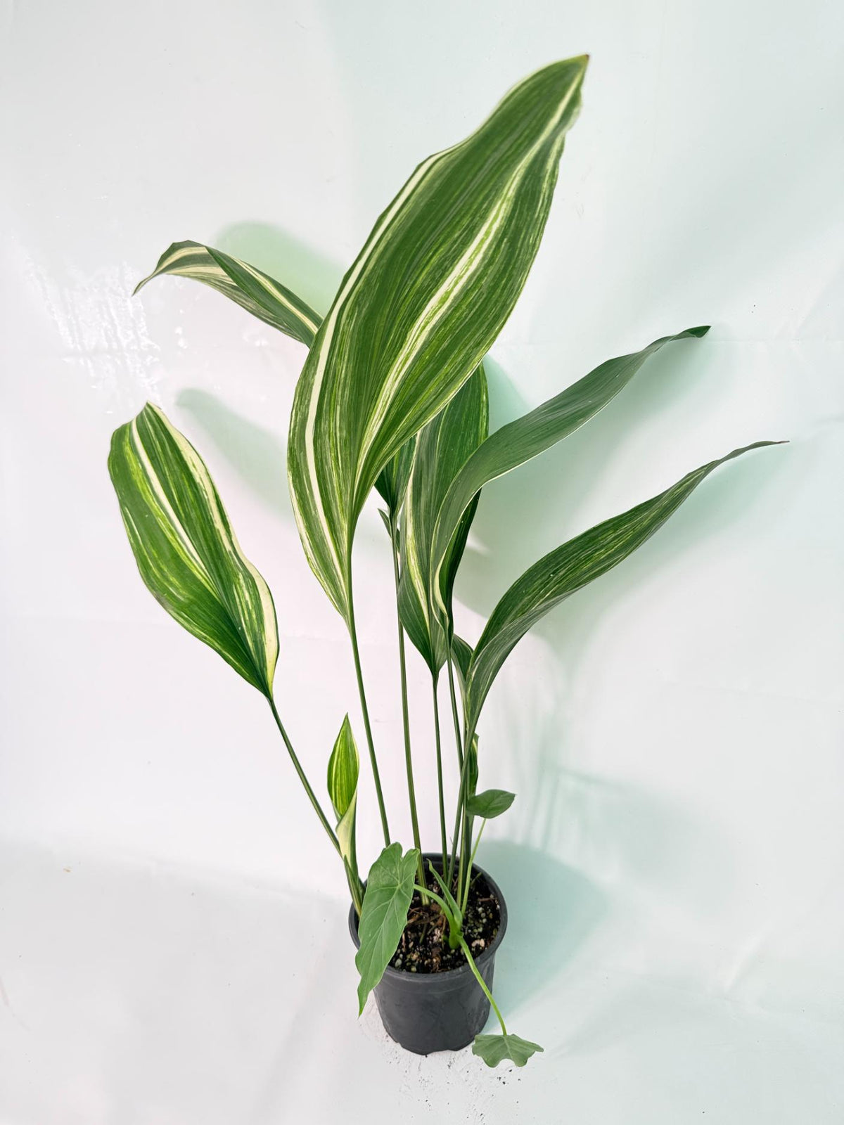Aspidistra Elatior Variegata 01