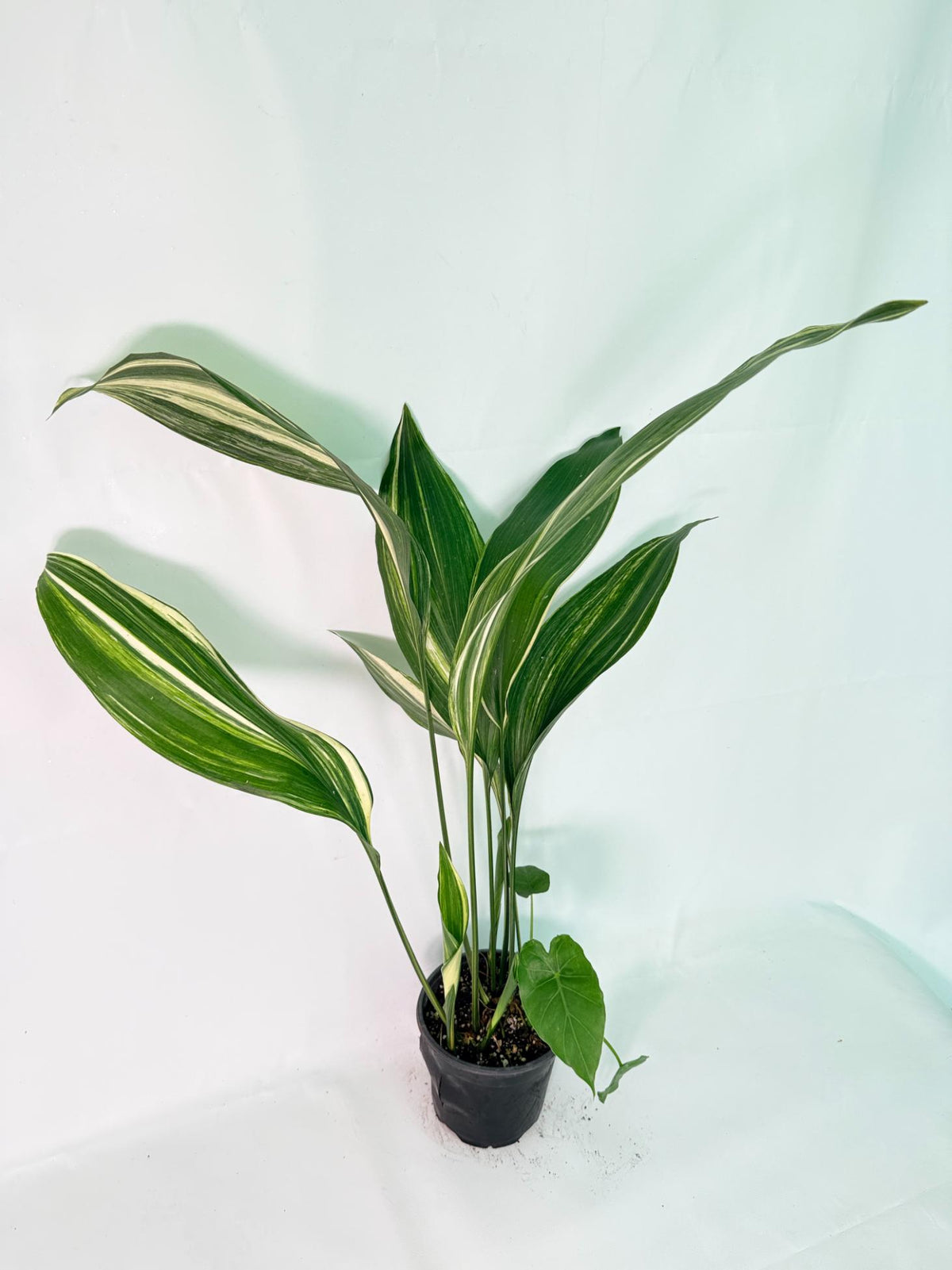 Aspidistra Elatior Variegata 07