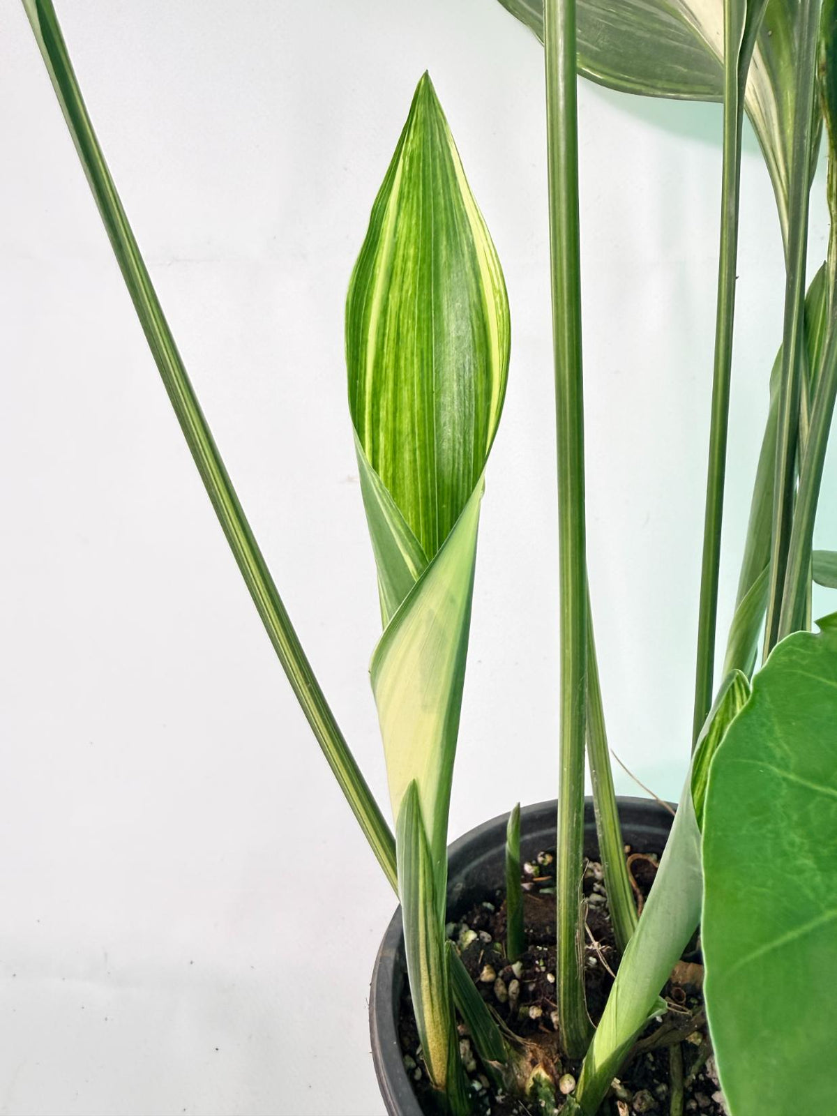 Aspidistra Elatior Variegata 03