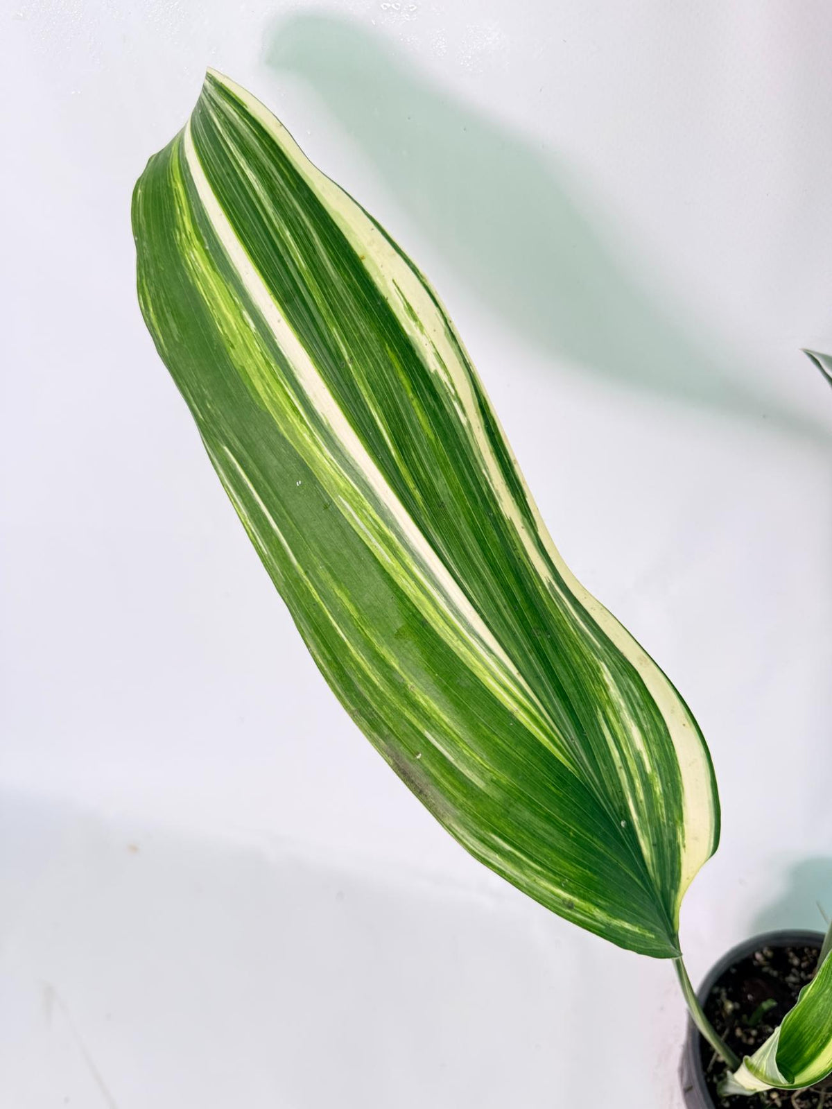 Aspidistra Elatior Variegata 04