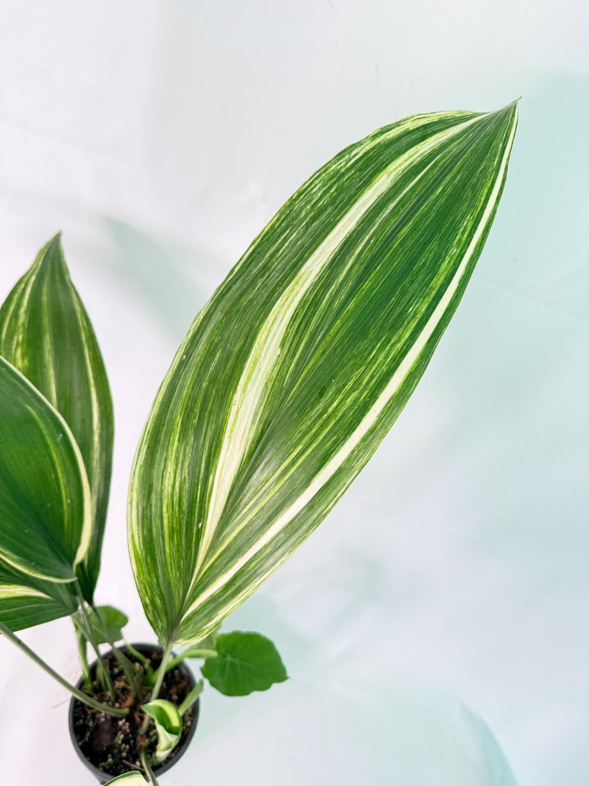 Aspidistra Elatior Variegata 05