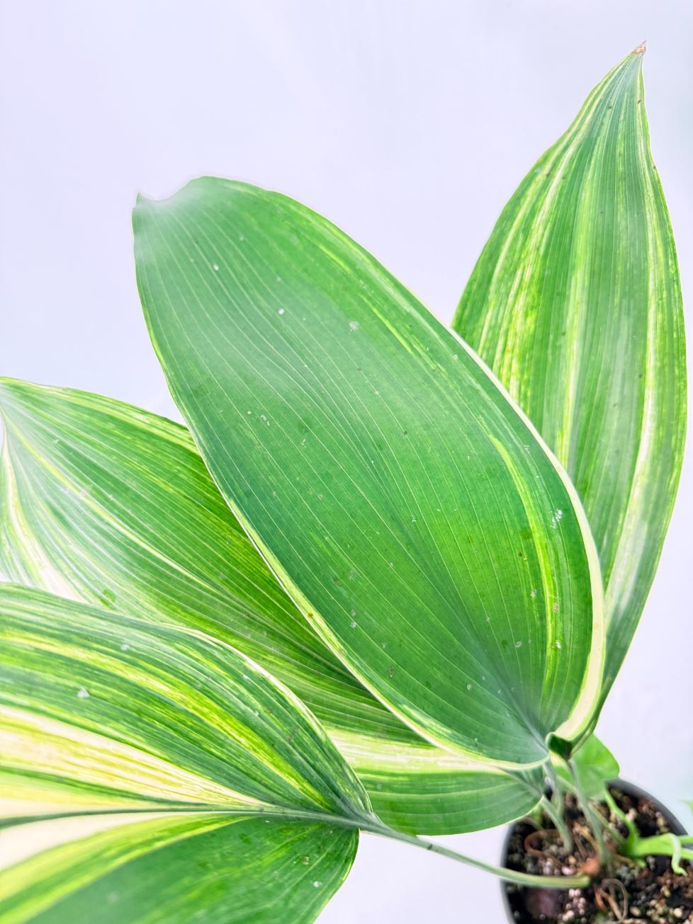 Aspidistra Elatior Variegata 06