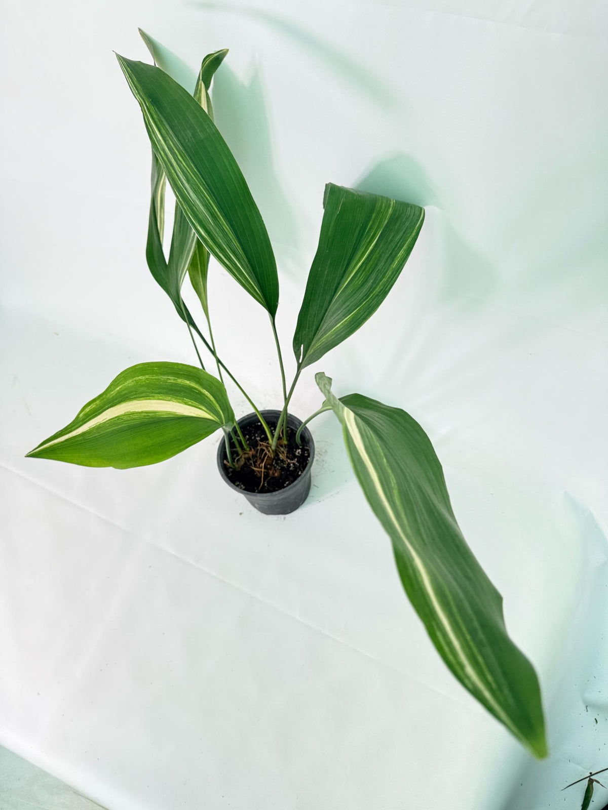 Aspidistra Elatior Variegata 08