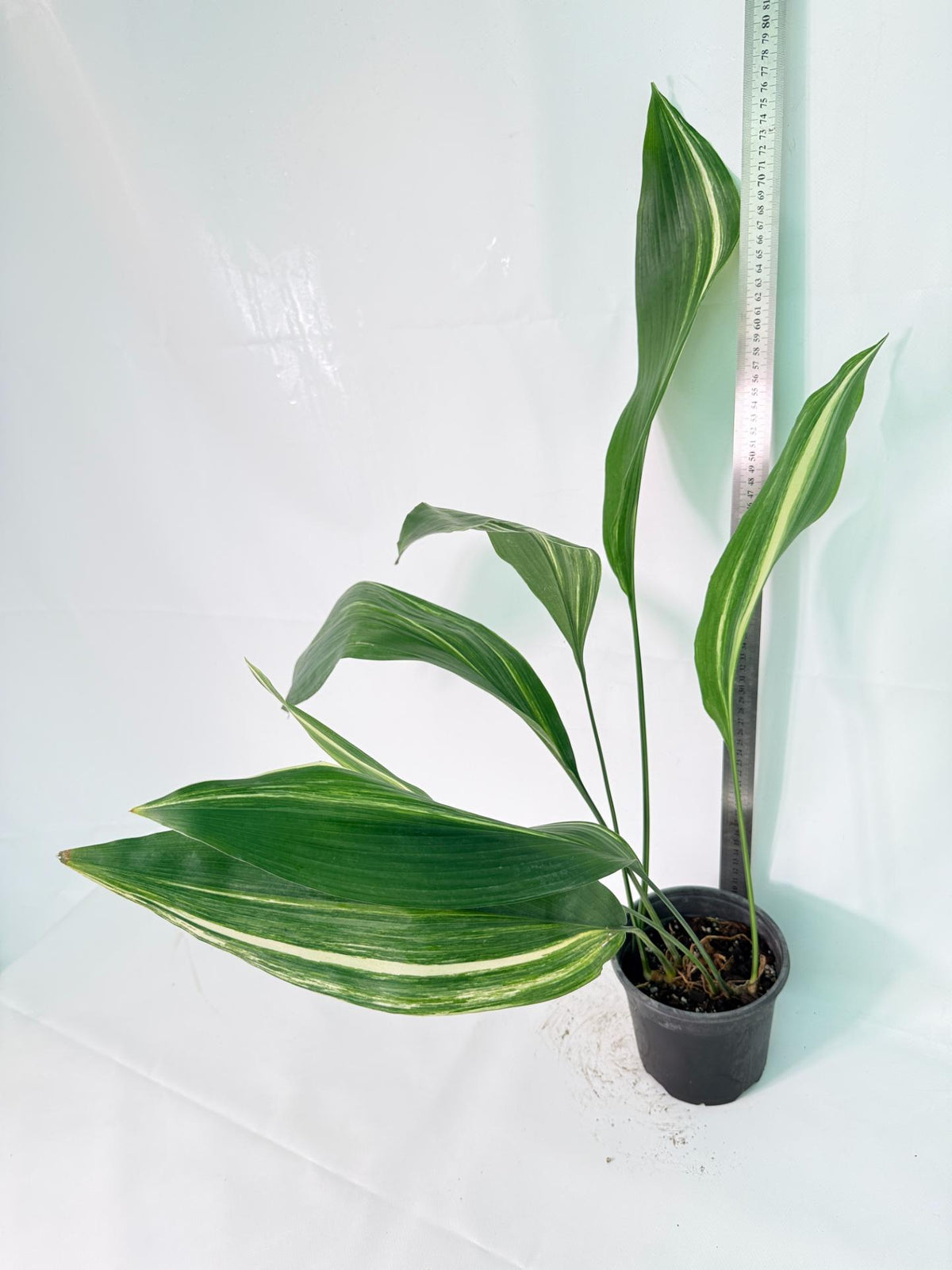 Aspidistra Elatior Variegata 09