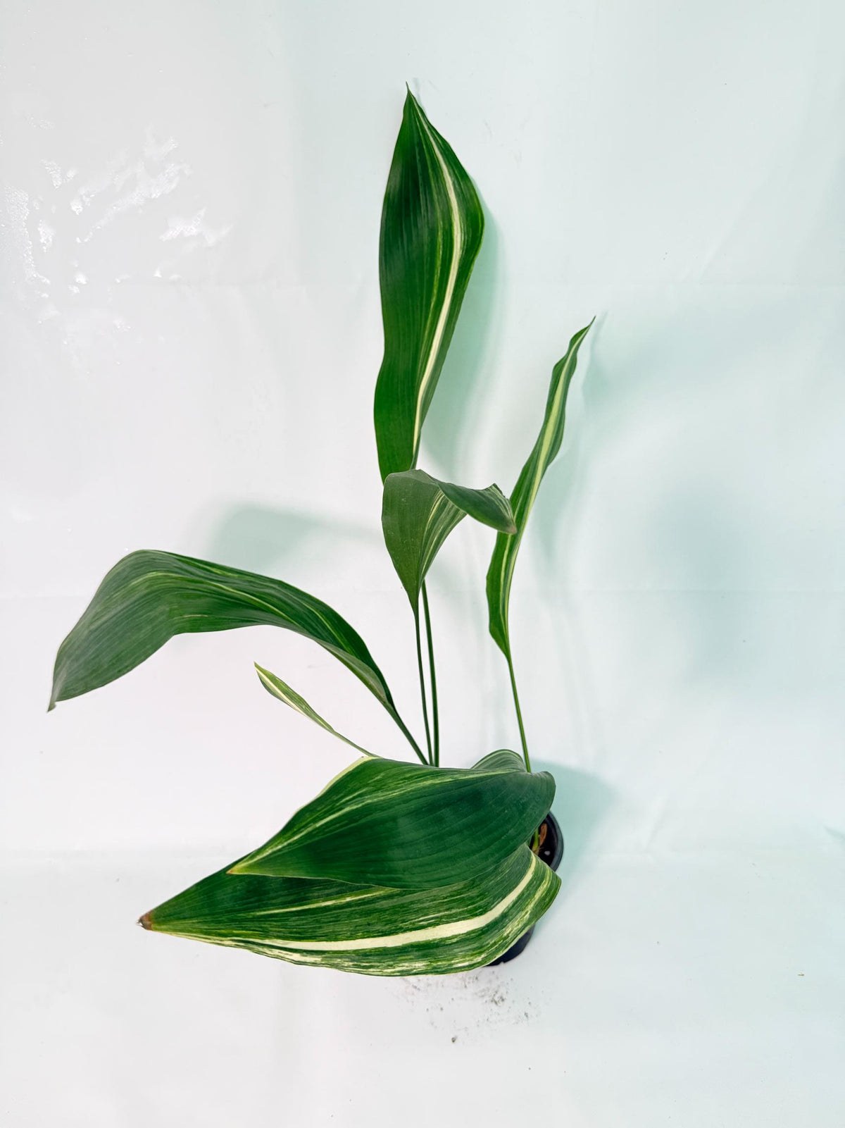 Aspidistra Elatior Variegata 3
