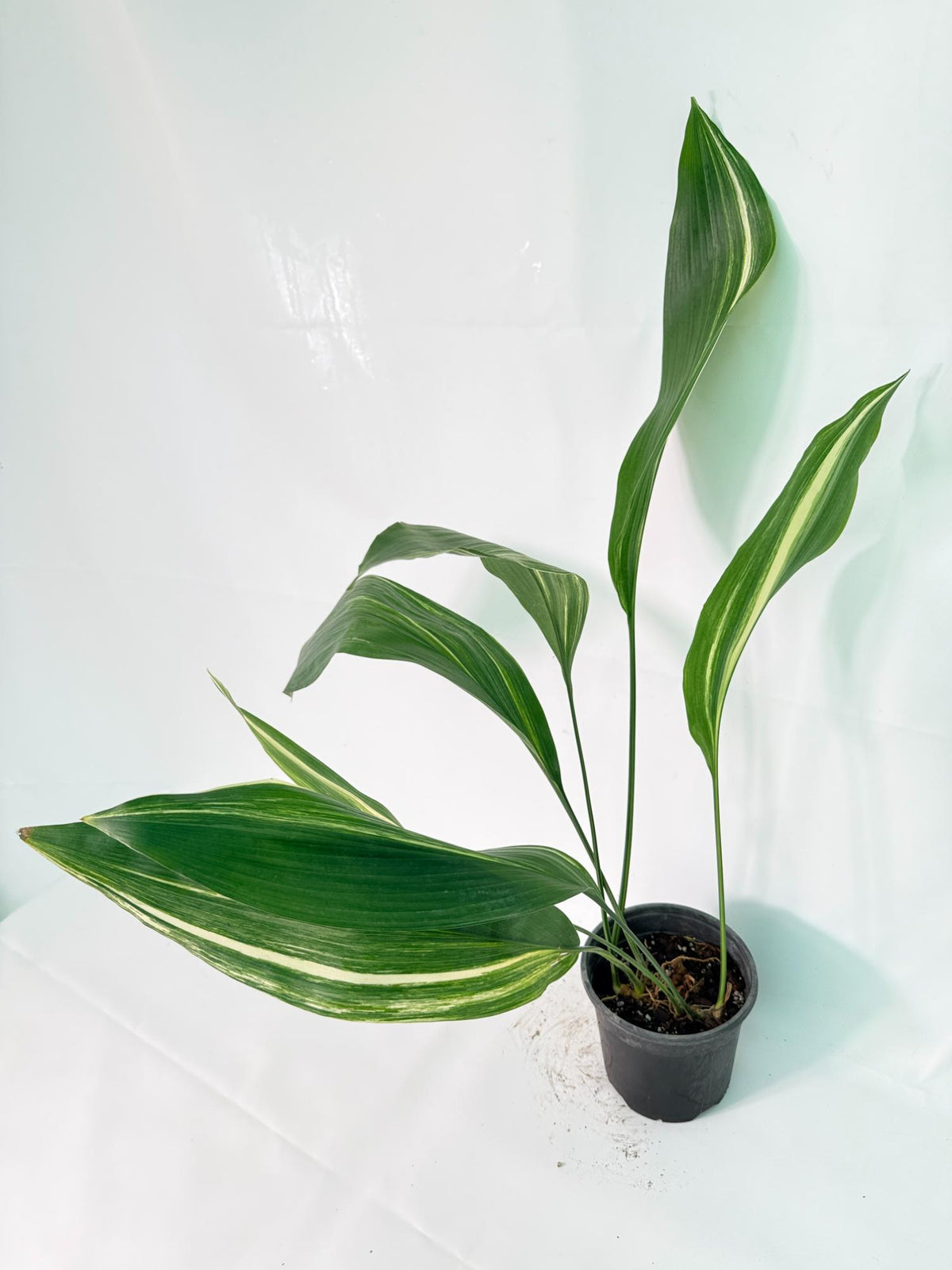 Aspidistra Elatior Variegata 01
