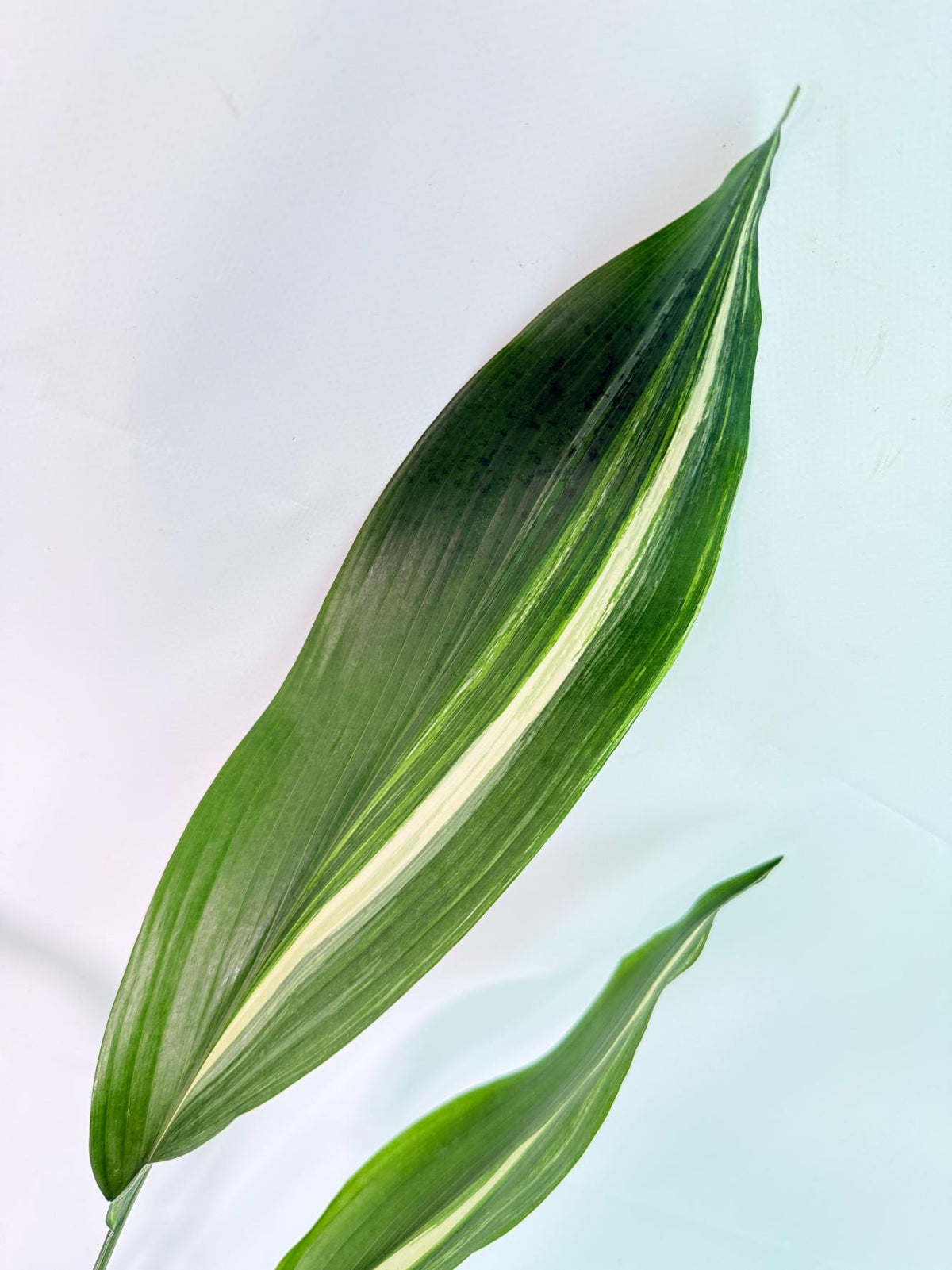 Aspidistra Elatior Variegata 04