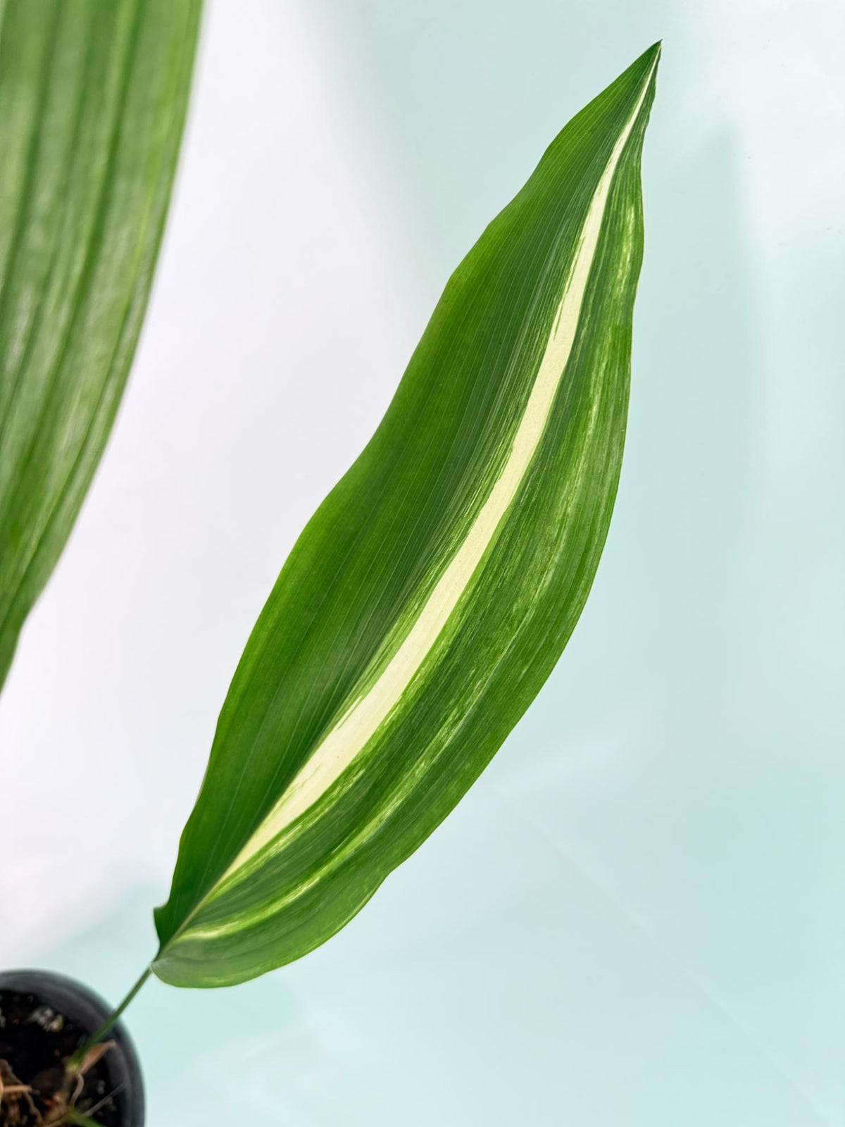 Aspidistra Elatior Variegata 05