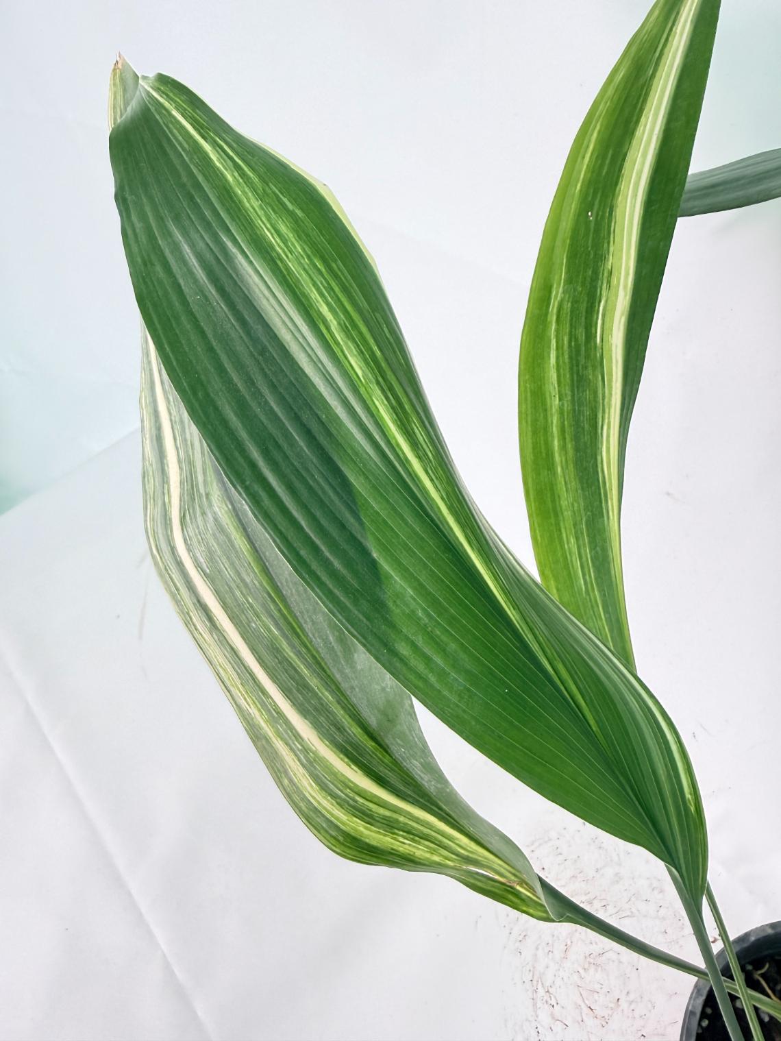 Aspidistra Elatior Variegata 06
