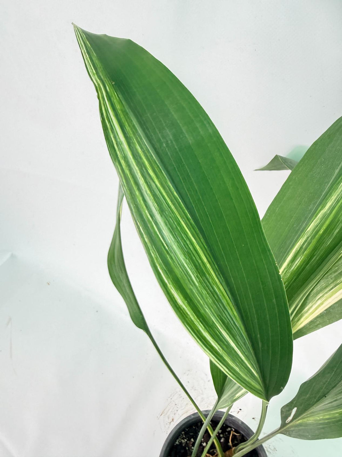 Aspidistra Elatior Variegata 07