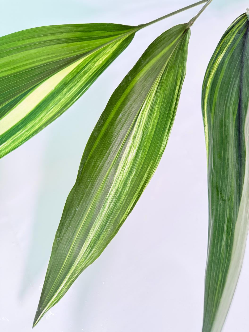 Aspidistra Elatior Variegata 08