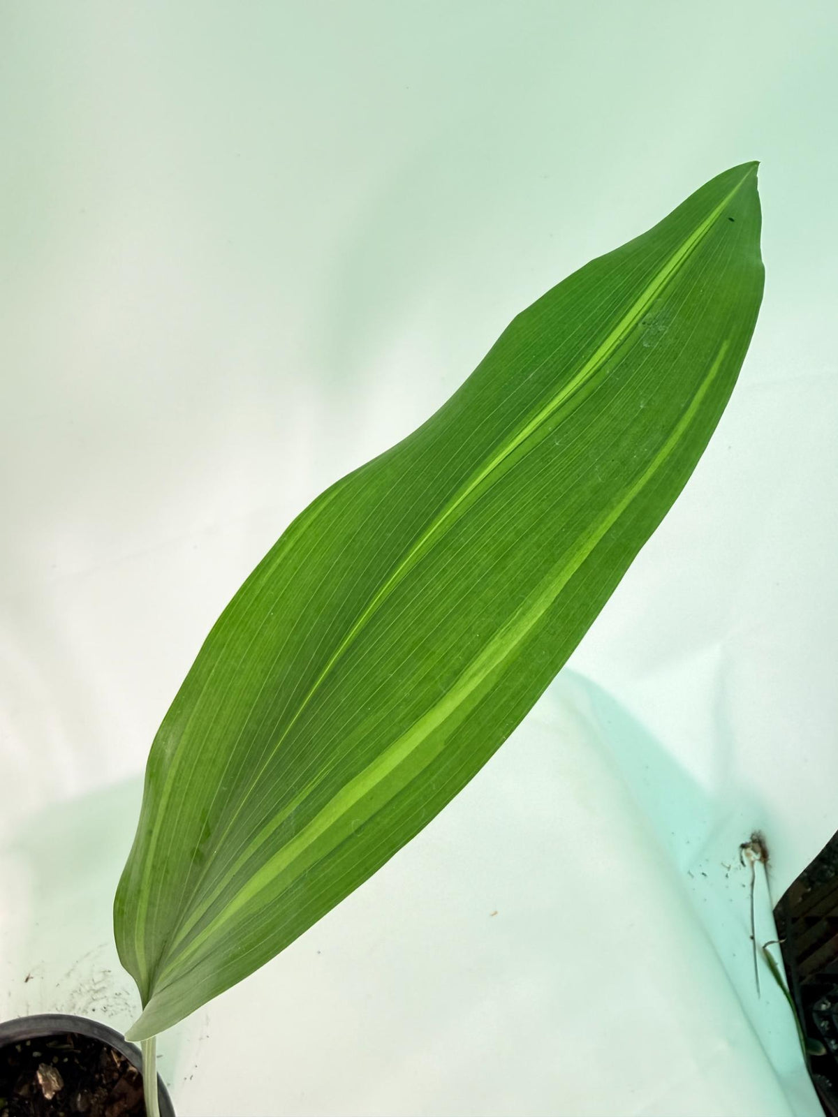 Aspidistra Elatior Variegata 09