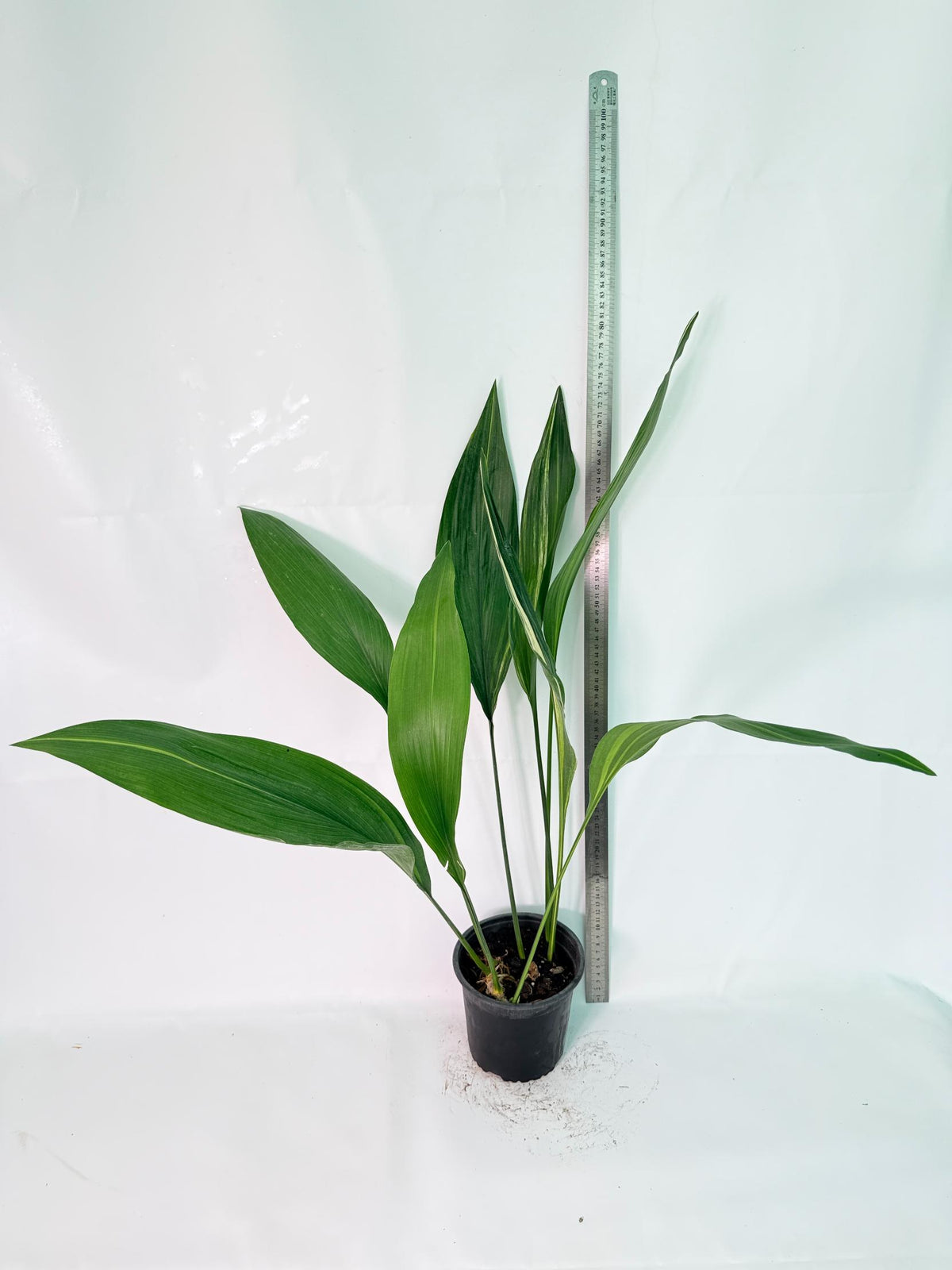Aspidistra Elatior Variegata 10