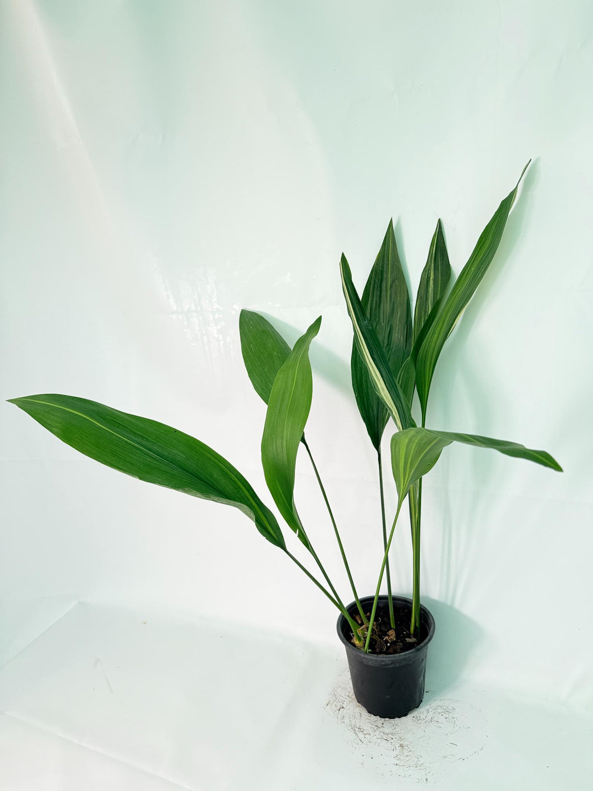 Aspidistra Elatior Variegata 01