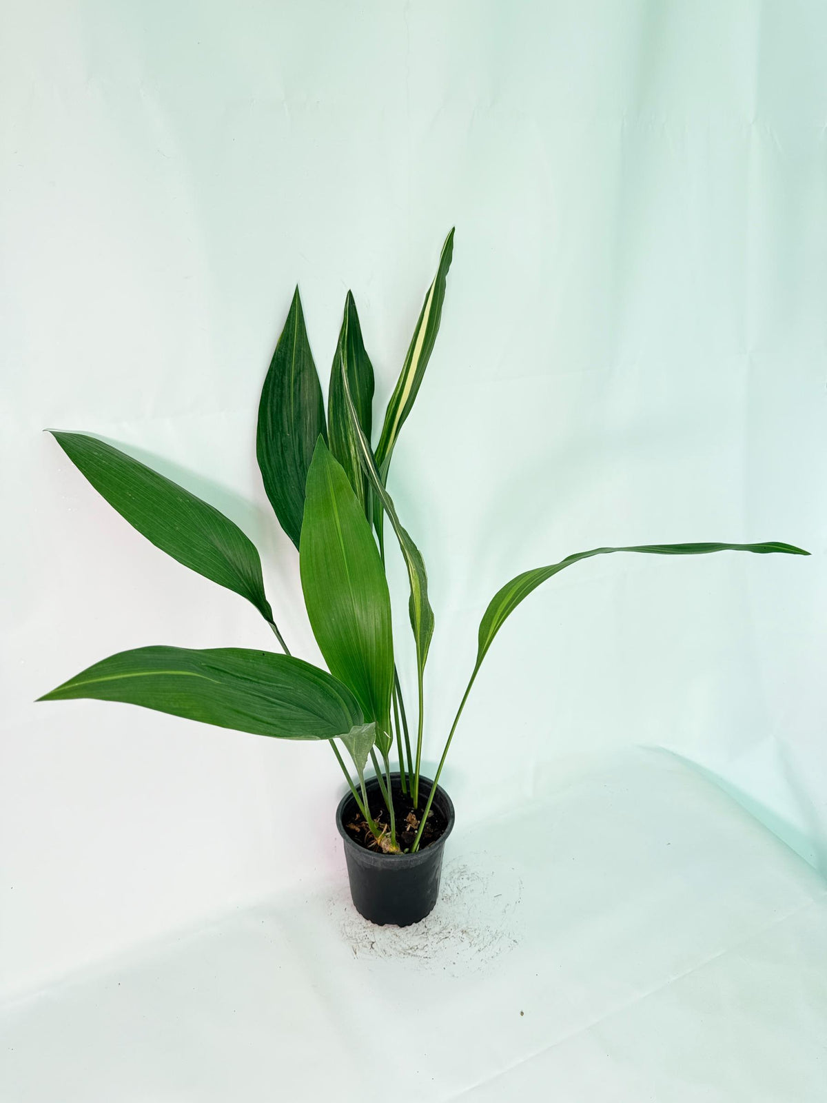 Aspidistra Elatior Variegata 02