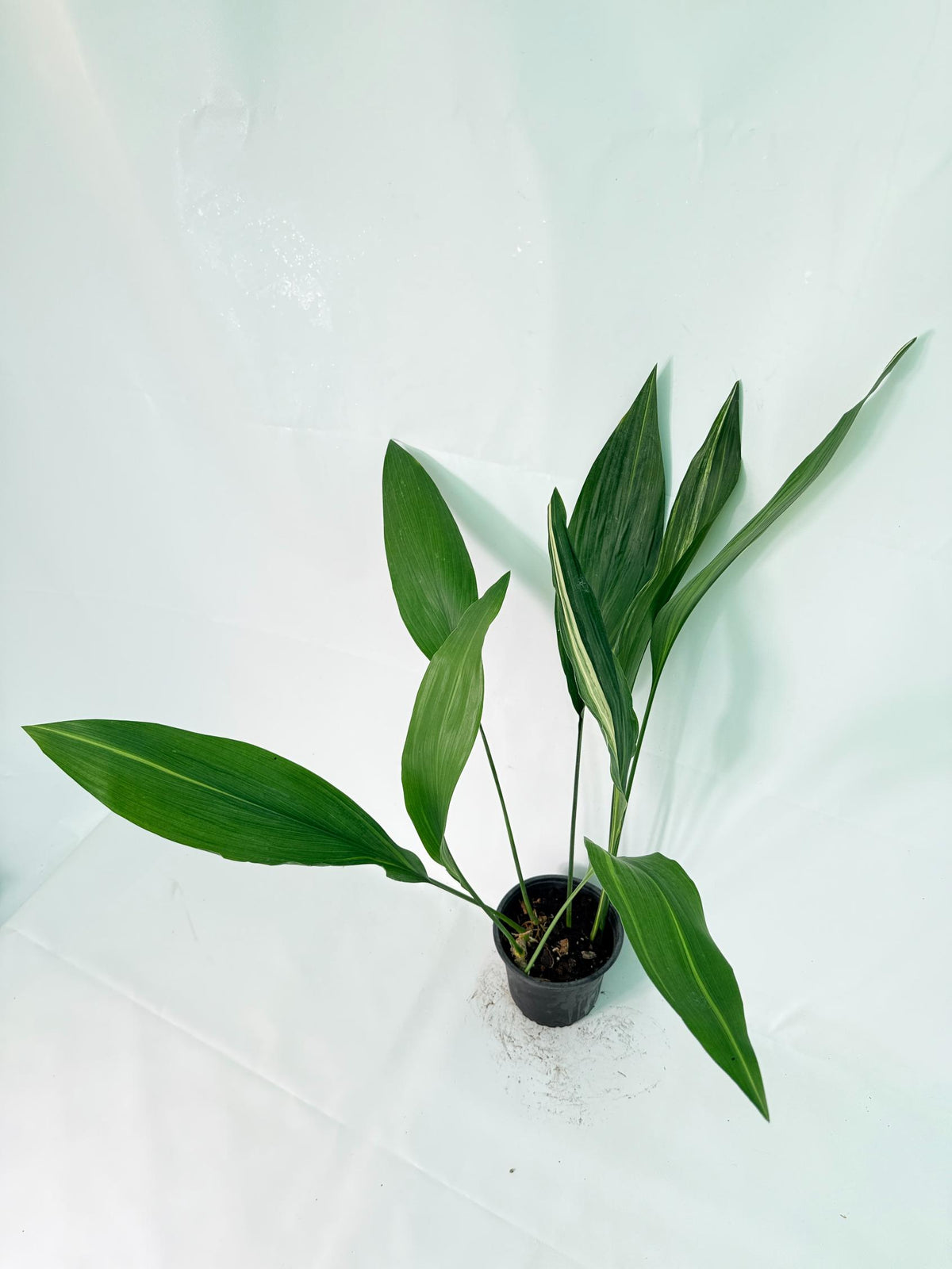 Aspidistra Elatior Variegata 03