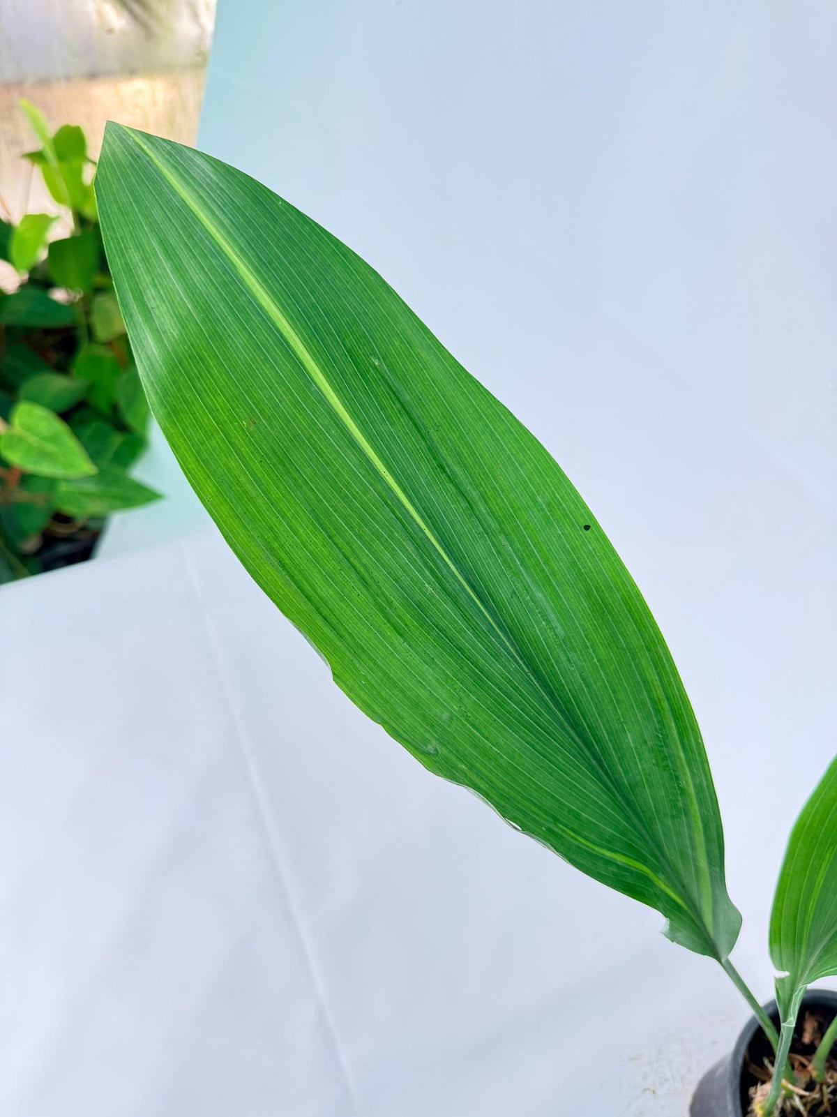 Aspidistra Elatior Variegata 04
