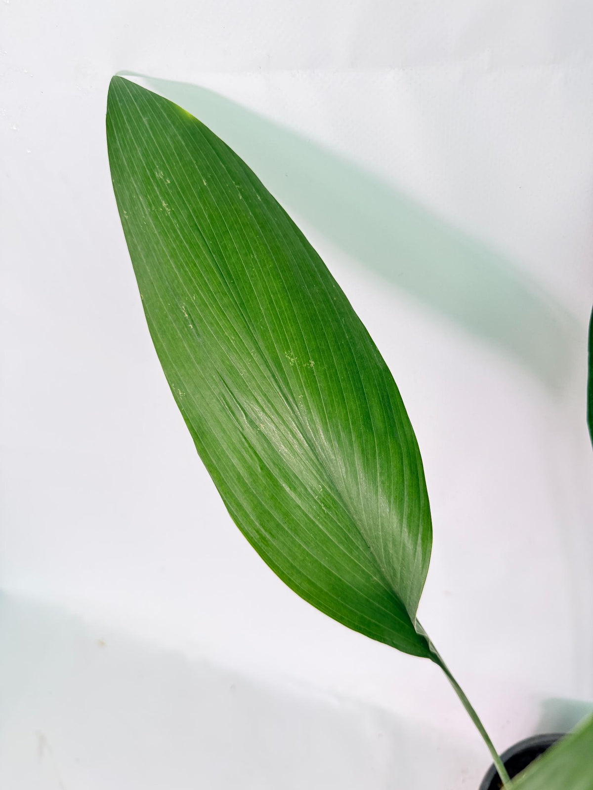 Aspidistra Elatior Variegata 05