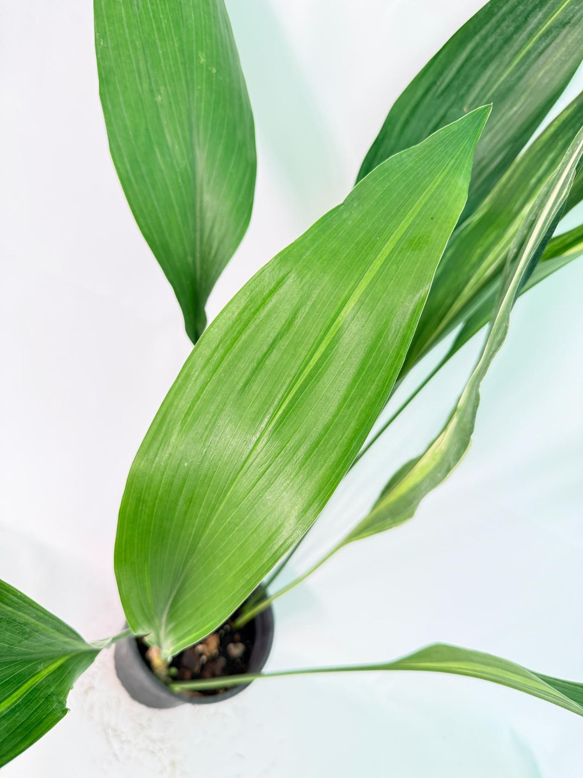 Aspidistra Elatior Variegata 06