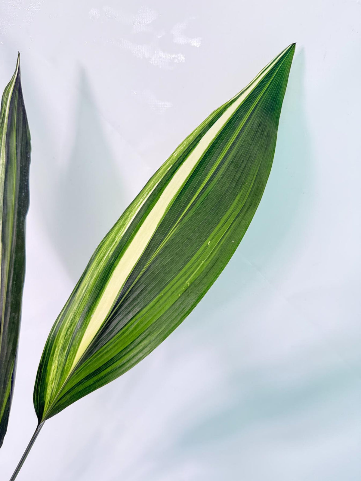 Aspidistra Elatior Variegata 07