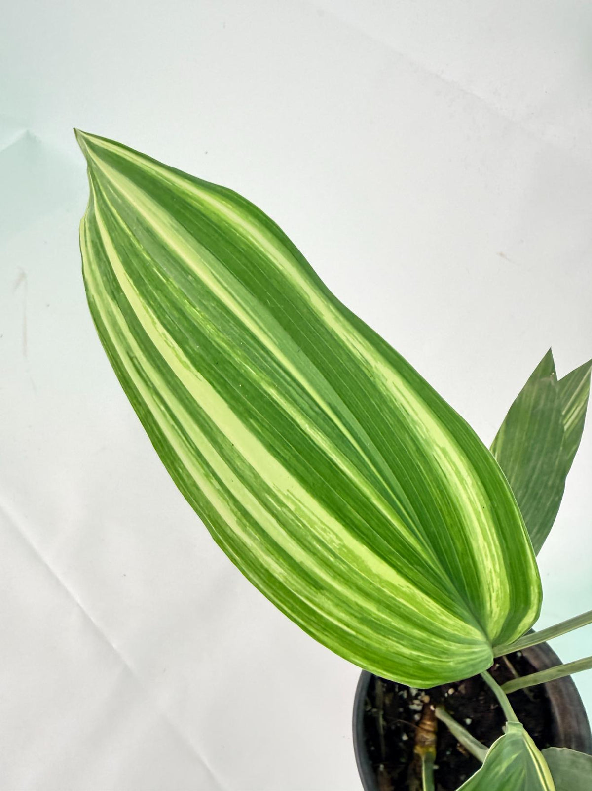 Aspidistra Elatior Variegata 08