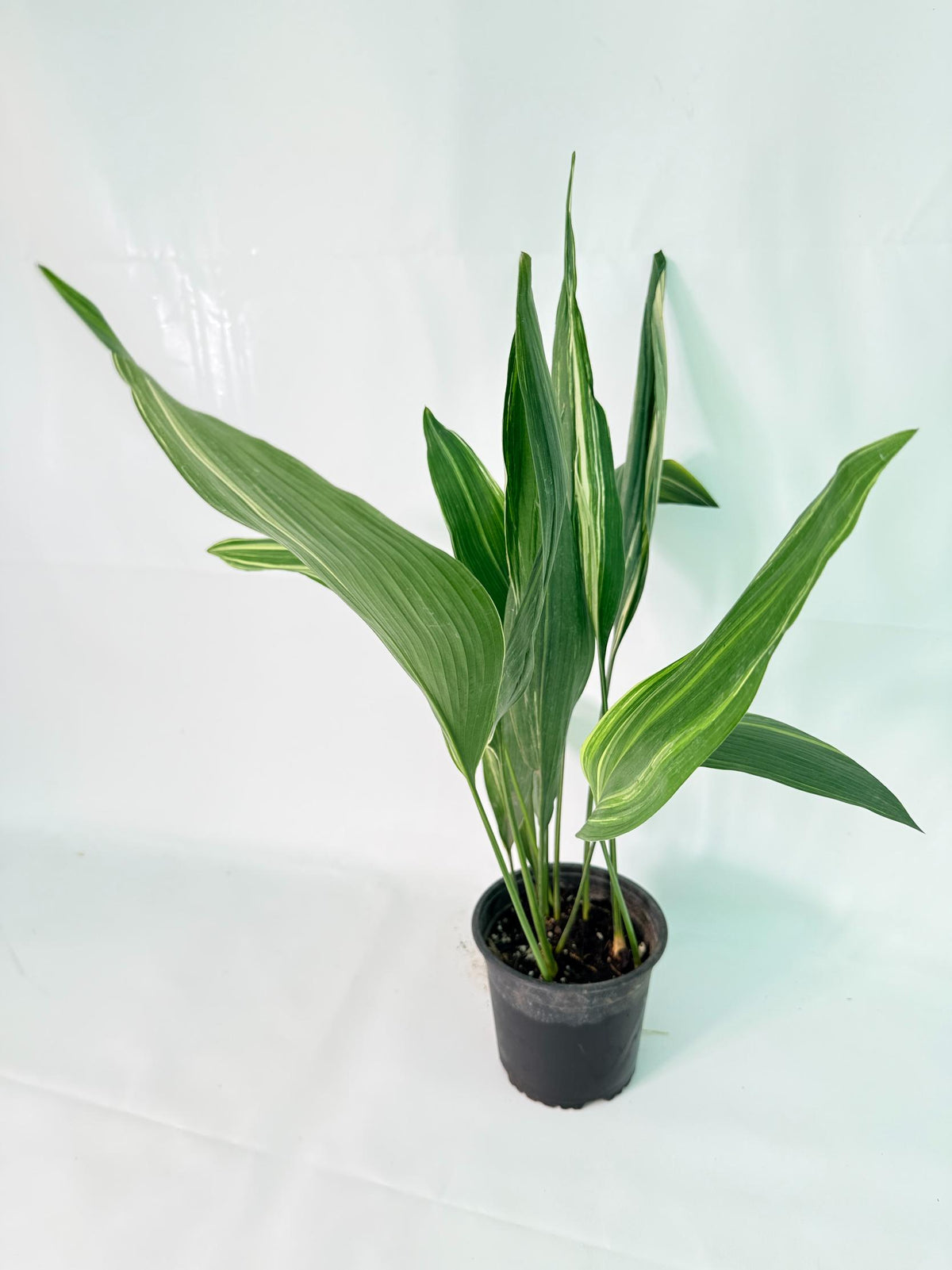 Aspidistra Elatior Variegata 09