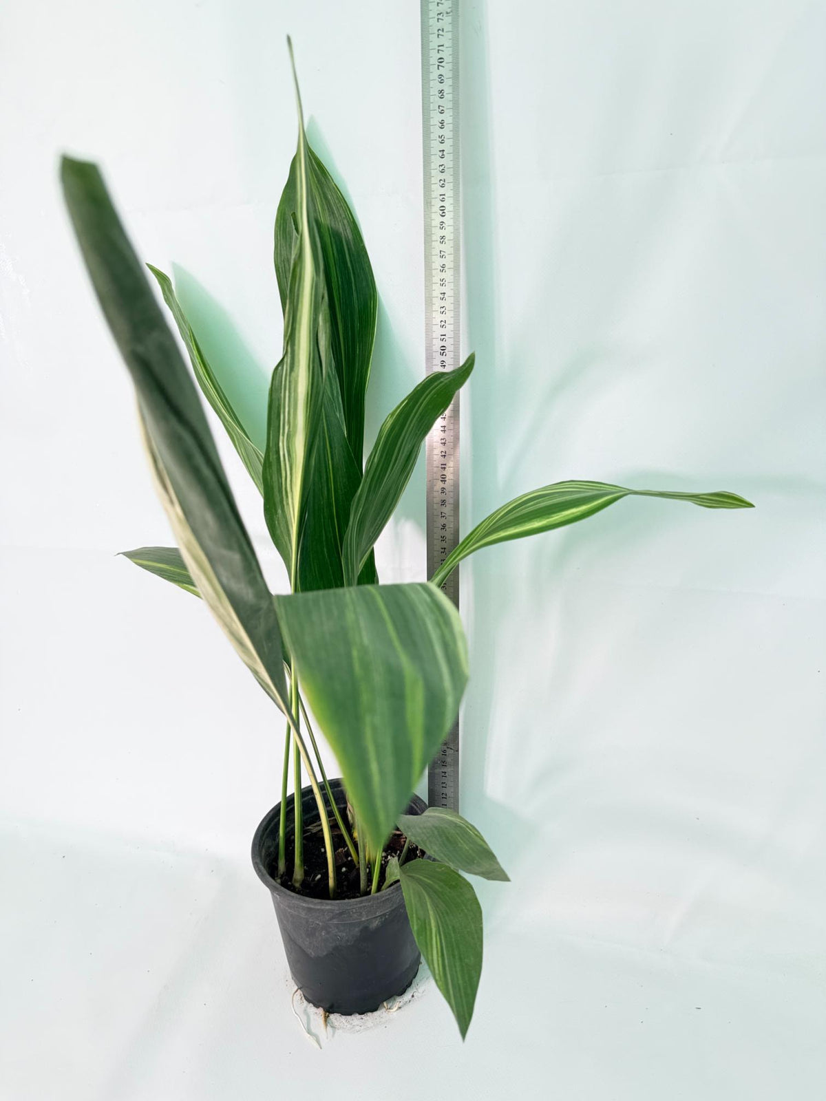 Aspidistra Elatior Variegata 10