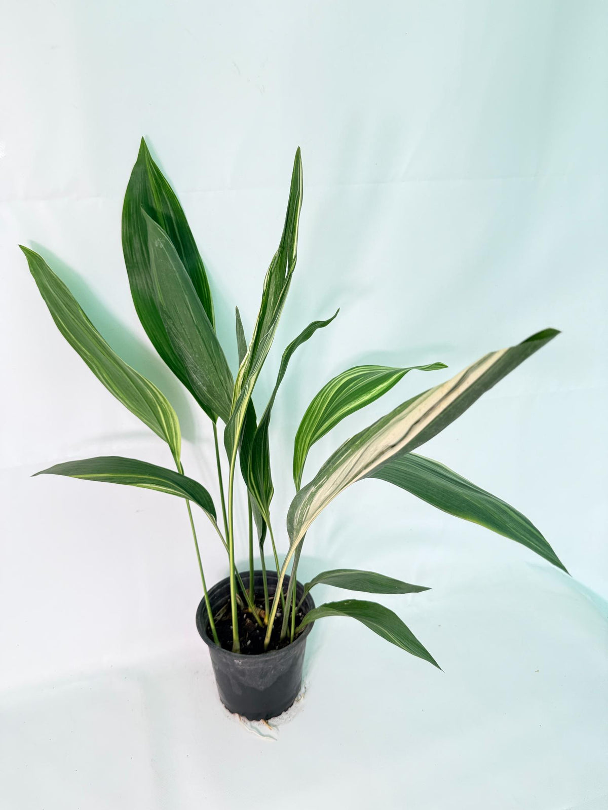 Aspidistra Elatior Variegata 01