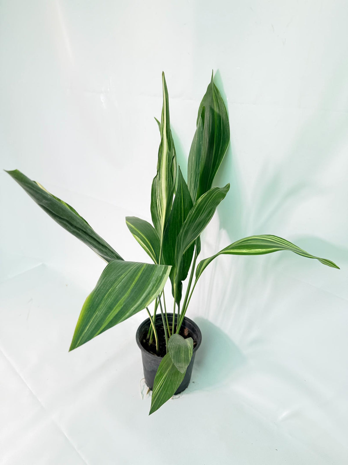 Aspidistra Elatior Variegata 02